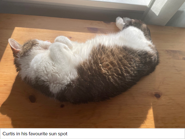 A grey and white cat enjoying the sunlight A grey and white cat laying on a table enjoying the sunlight.