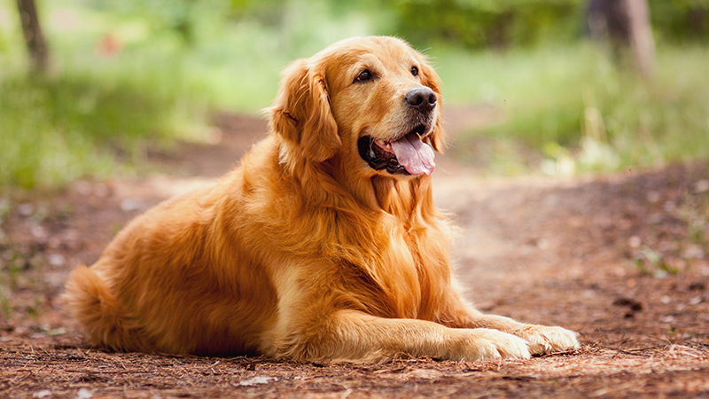 8.jpeg A Golden Retriever looking happy while laying down