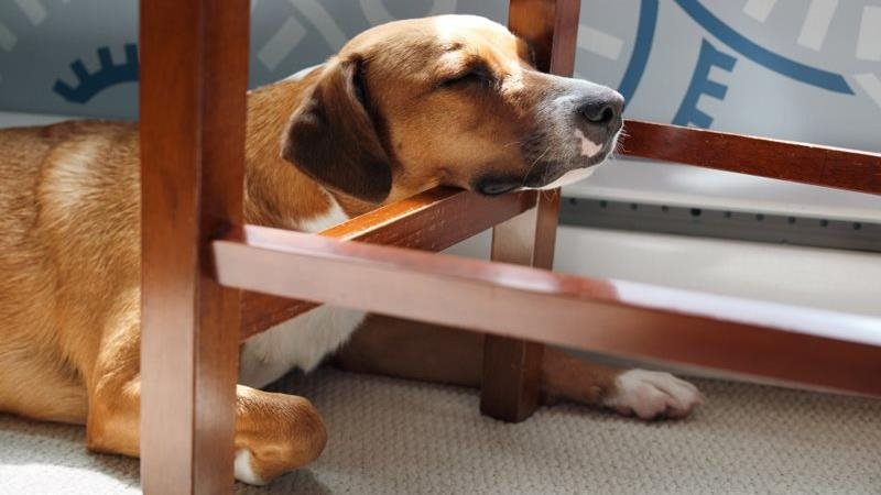 The-Watchdog-Petsecure.jpeg The-Watchdog-Petsecure.jpeg