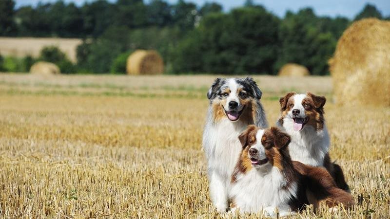 The Aussie Shepherd guide: smart, swift, and always loyal