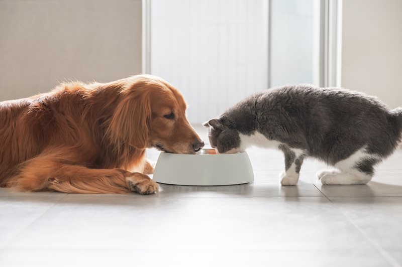 Choosing the right food: what's in your pet's bowl?