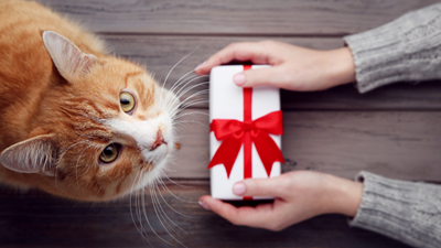 Top 10 vet-approved gift ideas for dogs and cats