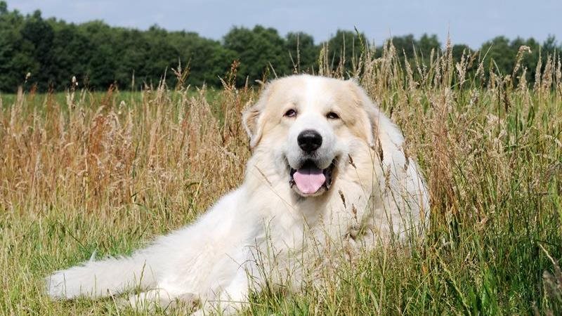 Great Pyrenees: everything you need to know about this gentle giant
