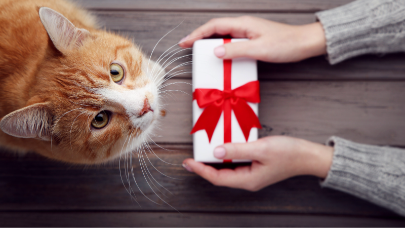 10 meilleures idées-cadeaux pour les chats et les chiens, approuvées par les vétérinaires